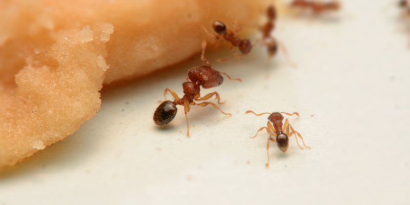 Best Ant Exterminators in Menasha, WI