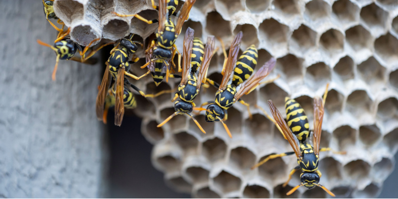 What Should I Do If I Have a Wasp Problem in My Yard?