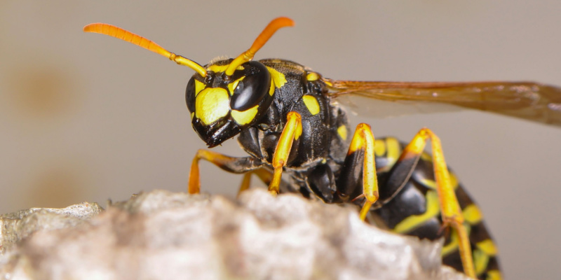Are Wasps a Common Problem in Menasha?