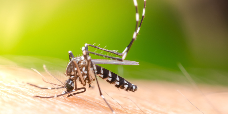 Mosquito Elimination Treatment in Appleton, WI
