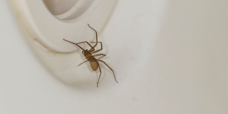 Best Spider Exterminators in Menasha, WI