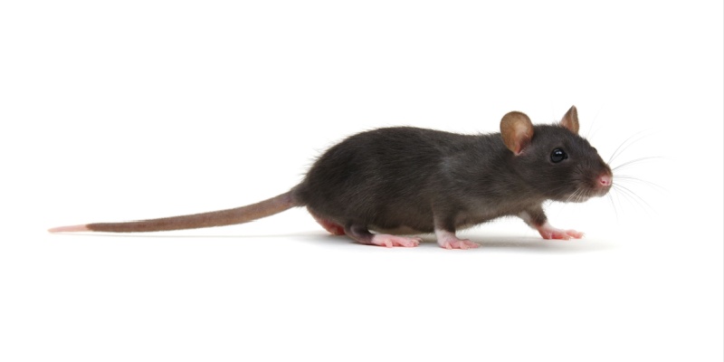 Prepare Your Home Now for Rodents in Menasha, WI