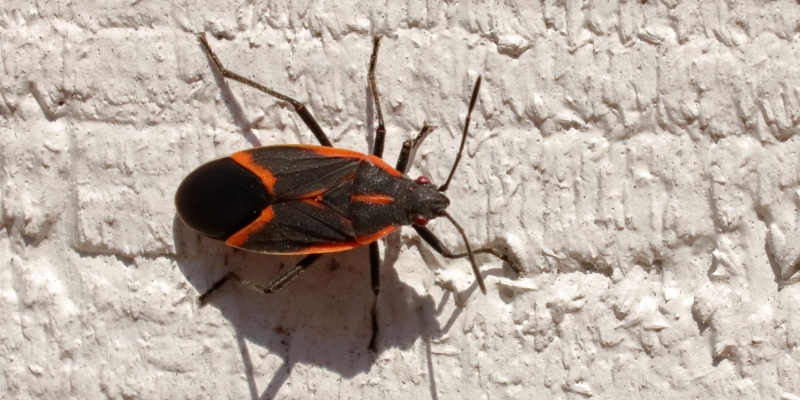 Box Elder Bug Control Experts in Menasha, WI