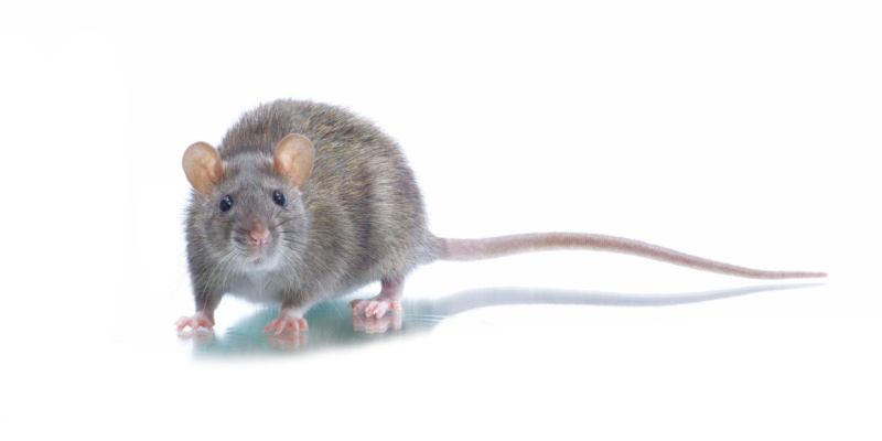 Rodent Control Experts in Menasha, WI