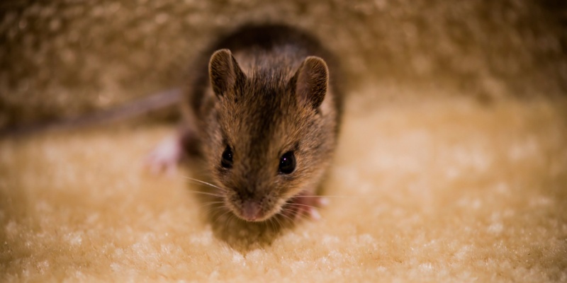 What Should I Do If I Have a Mouse Infestation in My Home?