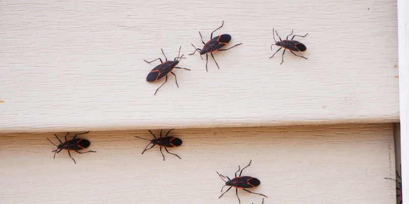 What Should I Do If I Have a Box Elder Bug Problem?