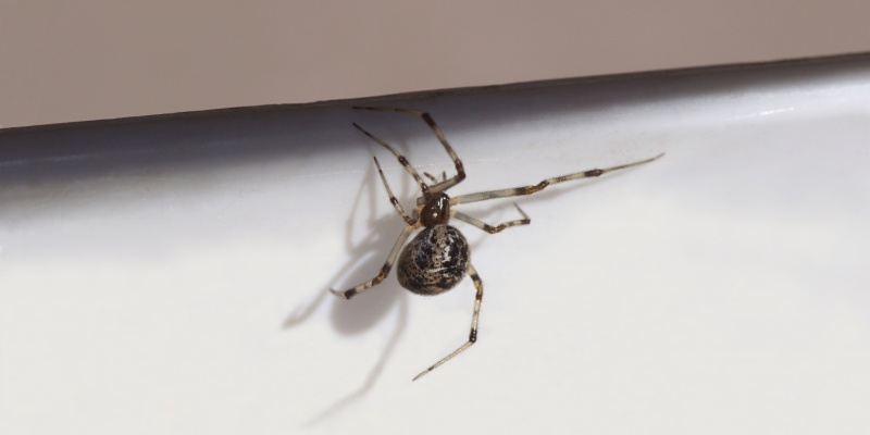 Can I Get Rid of a Spider Problem on My Own?