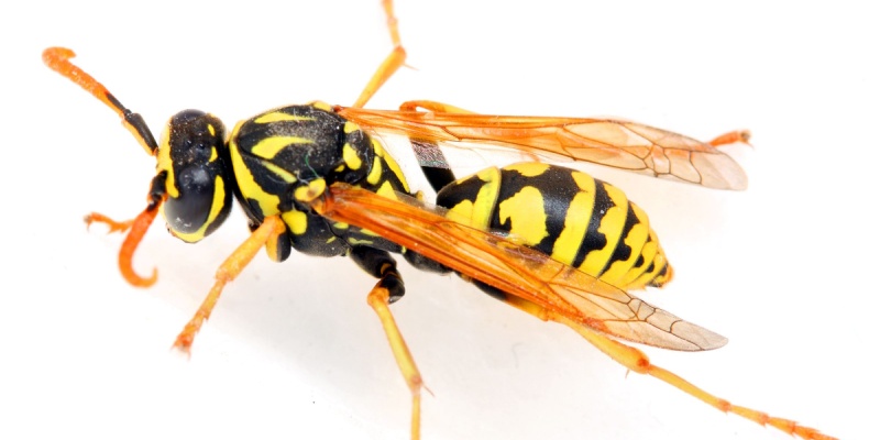 Best Yellow Jacket Control in Menasha, WI