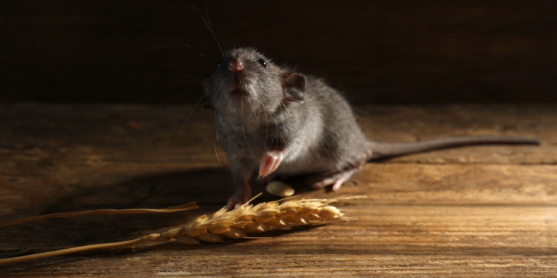 Are Rodents a Common Problem in Menasha, WI?