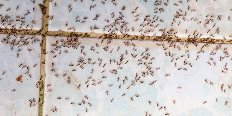 Ant Control Experts in Menasha, WI