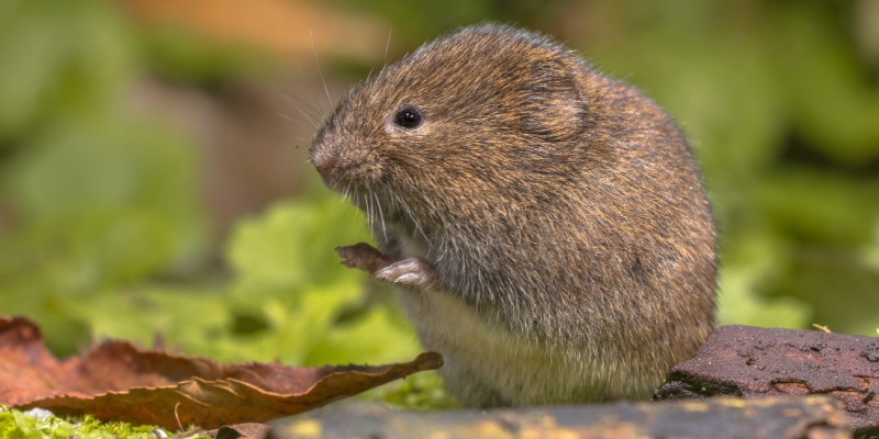 Protect Your Menasha, WI Property from Voles