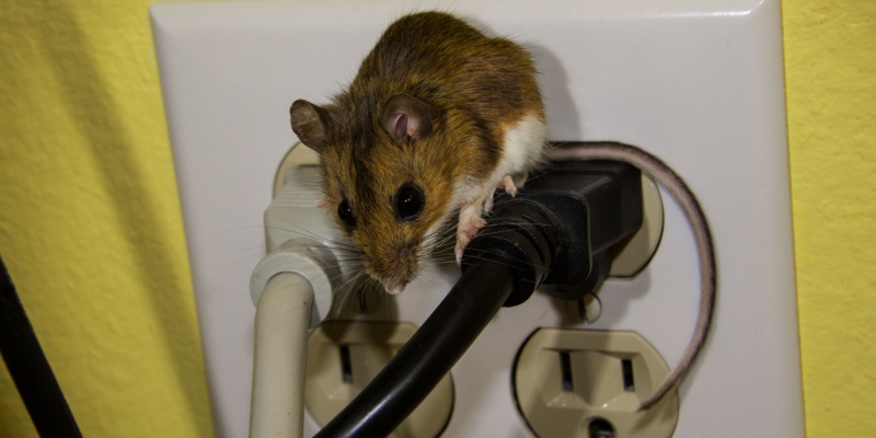 Mice Problems for Menasha, WI Homeowners